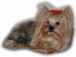 gizmo378