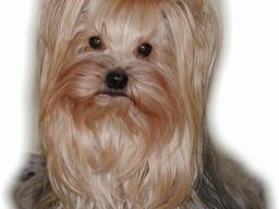 gizmo389