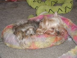 gizmo392