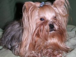 gizmo433