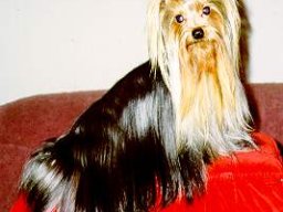 Gizmo - Family