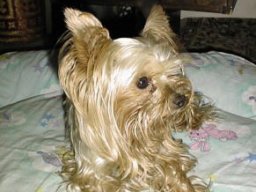 Gizmo &amp; Family
