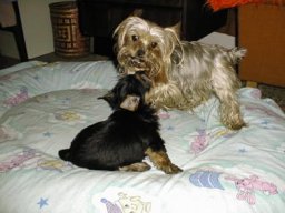 Gizmo &amp; Family