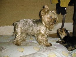 Gizmo &amp; Family