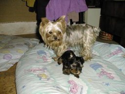 Gizmo &amp; Family