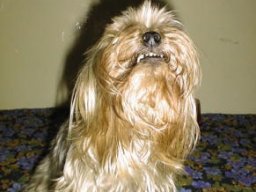 Gizmo &amp; Family