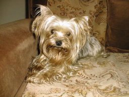 Gizmo &amp; Family