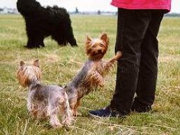 Gizmo &amp; Family