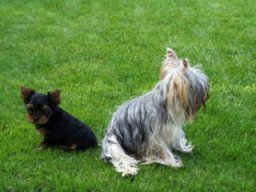Gizmo &amp; Friends