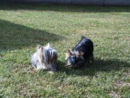 Gizmo &amp; Friends