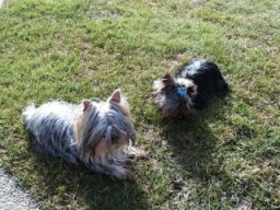 Gizmo &amp; Friends