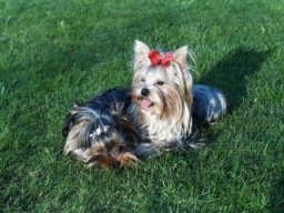 Gizmo &amp; Friends