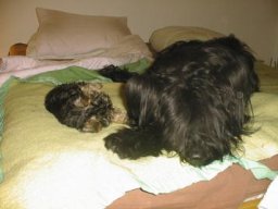Gizmo &amp; Yazoo