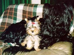 Gizmo &amp; Yazoo