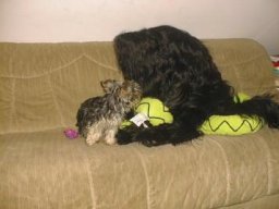 Gizmo &amp; Yazoo