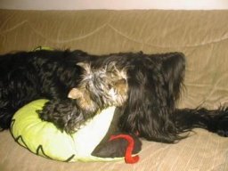 Gizmo &amp; Yazoo