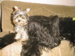 Gizmo &amp; Yazoo