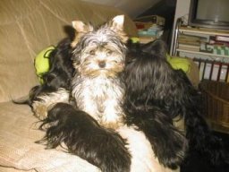 Gizmo &amp; Yazoo