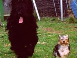 Gizmo &amp; Yazoo
