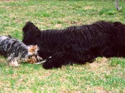 Gizmo &amp; Yazoo