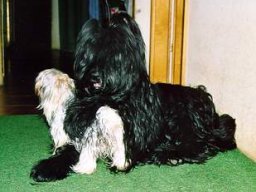 Gizmo &amp; Yazoo