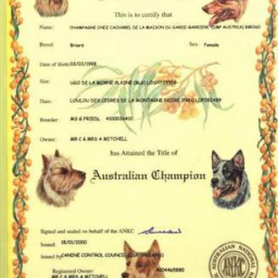 077 Champers Champ