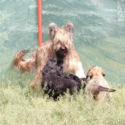 Zabou Pups01821