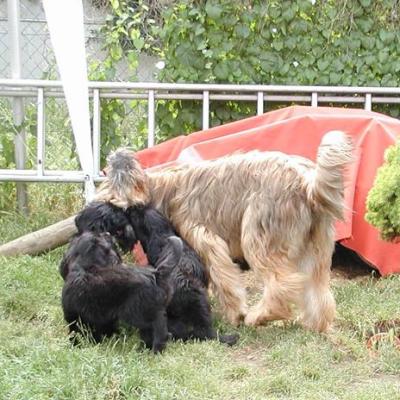 Zabou Pups03664