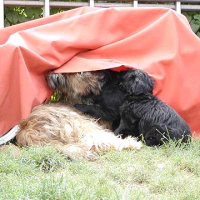 Zabou Pups044