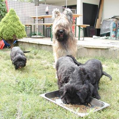 Zabou Pups04849