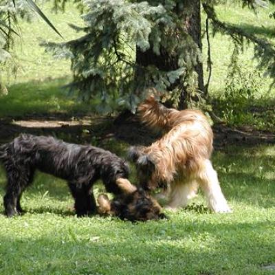 Bisou Bramburi Zabou00160