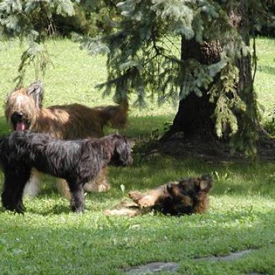 Bisou Bramburi Zabou00260