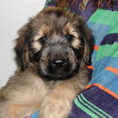 G3 04360