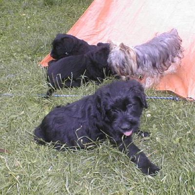 026 E 652 Gizmo001