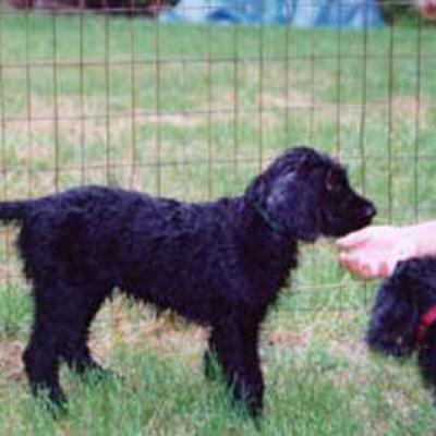 Shadowraven01 270799