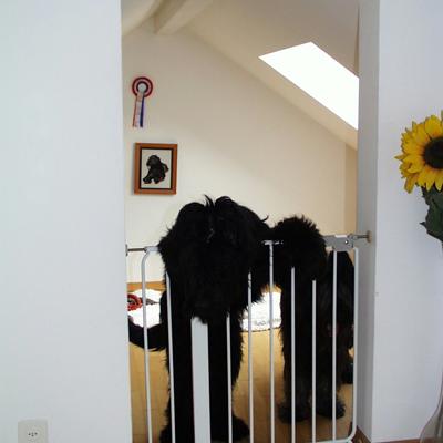 Frizzante084