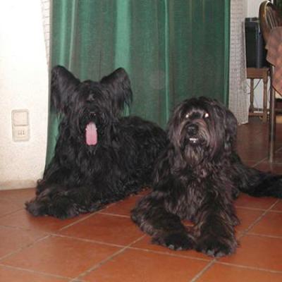 Frizzy Gus041