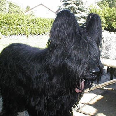 Frizzy07062004 01