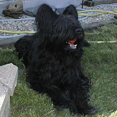 Frizzy07062004 12
