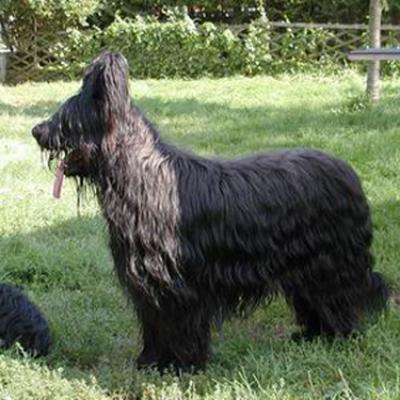 Frizzy340