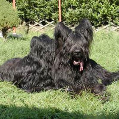 Yazoo Frizzy015