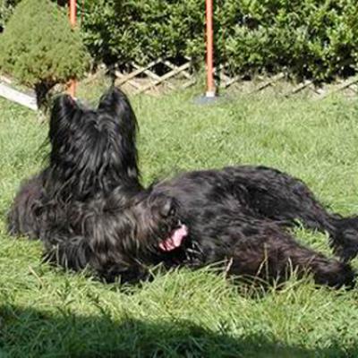 Yazoo Frizzy016