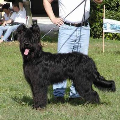 Fetiche Falco Nero