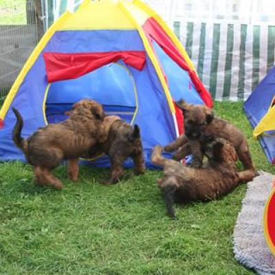 K 293