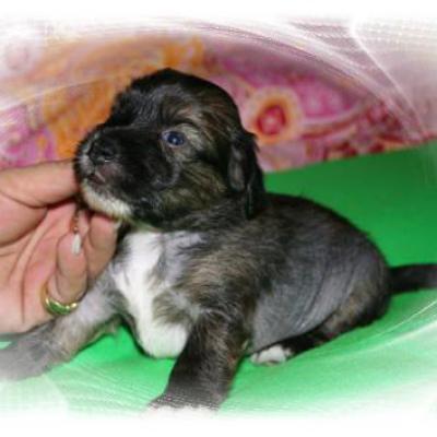 19 4 Ruede Male 15
