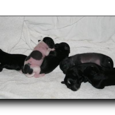 00 07m Wurf M Litter