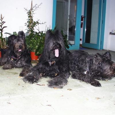 Batida Sandor Arwa04
