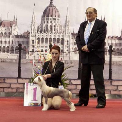 002 Best Puppy In Show Cac Budapest 16 Feb 2012