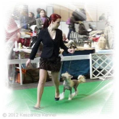 003 Cac Budapest Best Puppy 16 Feb 2012