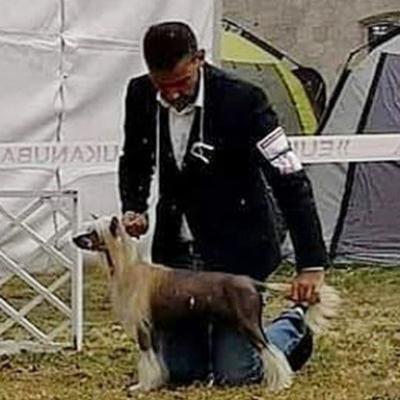 031 Cacib Komarom 19 Oct 2018